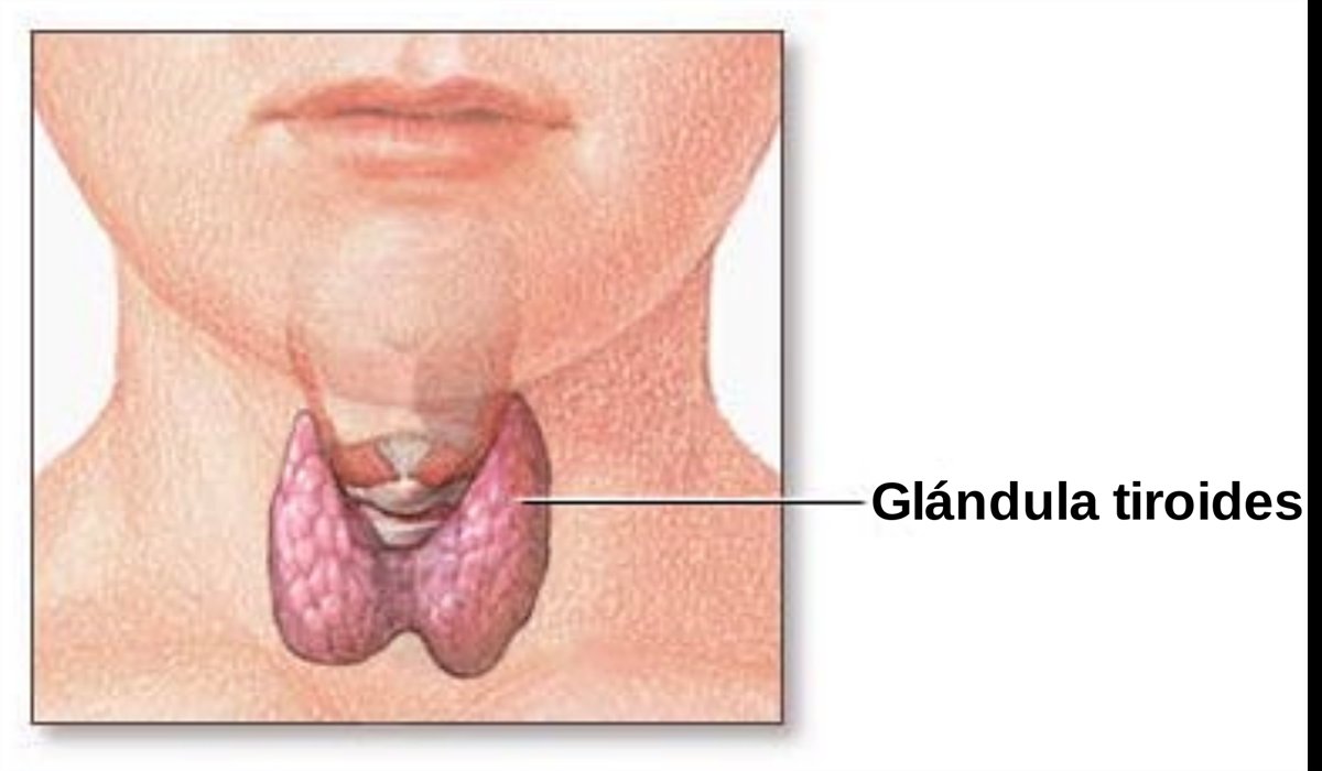 Thyroid_gland-es.svg