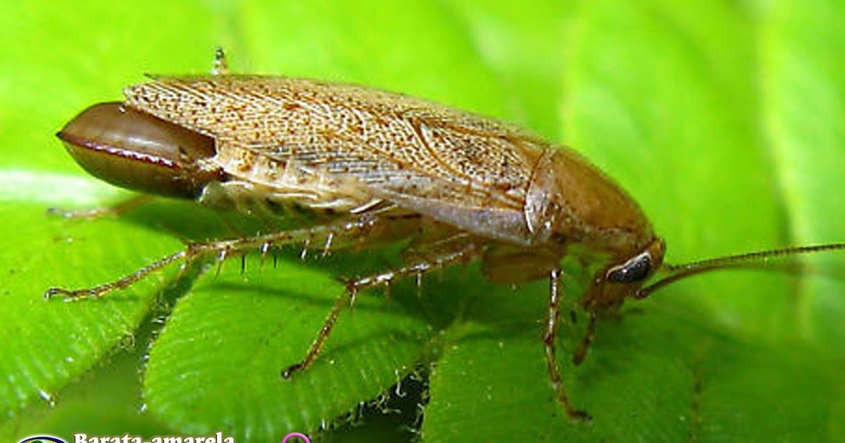 barata amarela ectobius pallidus femea com ooteca olivier 1789.jpg?resize=412,232 - Receita caseira de repelente de barata!