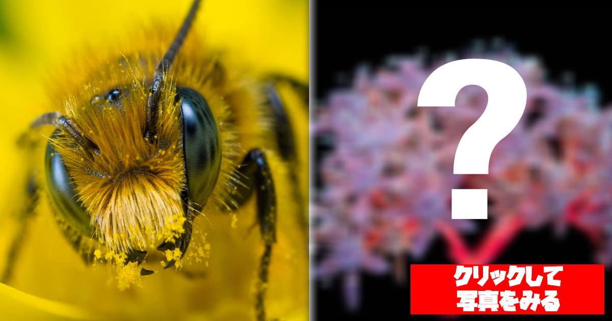 bees.jpg?resize=1200,630 - 綺麗で不思議な花....これ『昆虫たちの視界を再現』したものなんです！