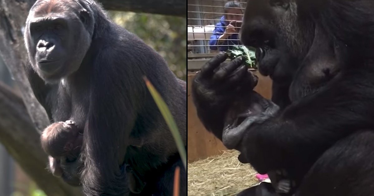 c side.jpg?resize=1200,630 - [Photos] Cette femelle gorille accueille son nouveau-né.