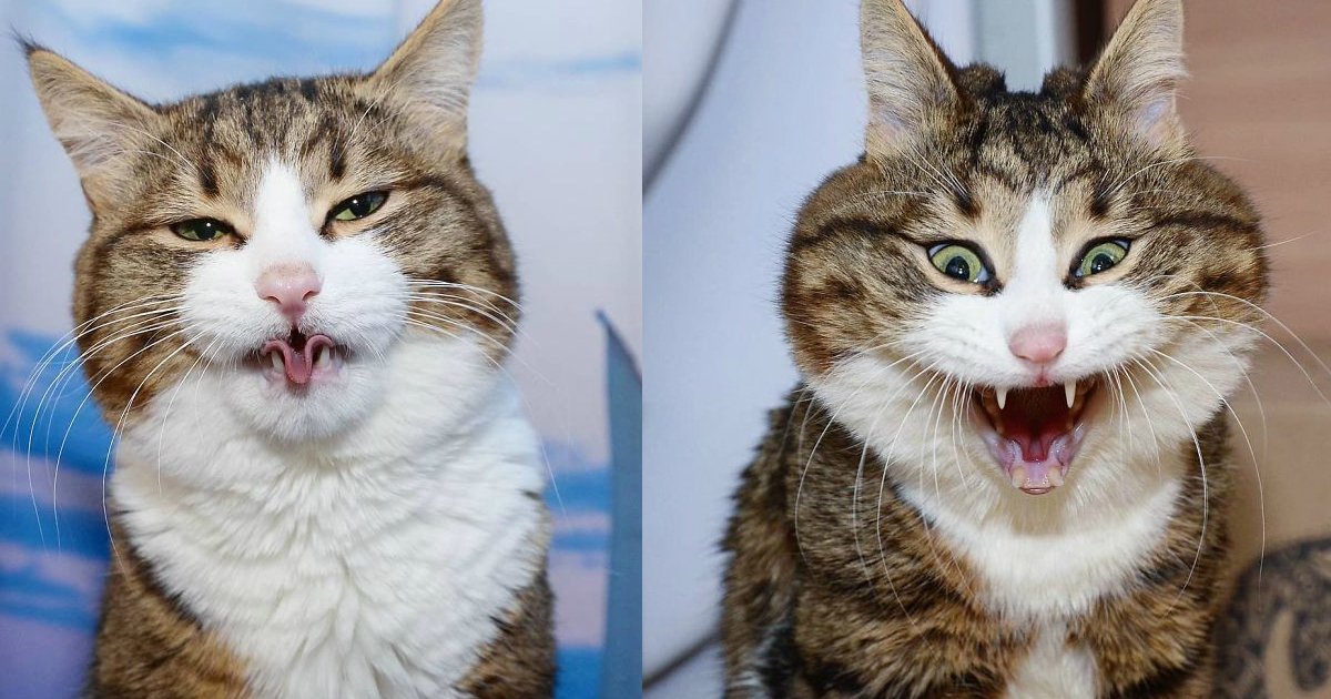 Ce Chat Handicape Aux Expressions Trop Mignonnes A Plus D Abonnes Que Vous Vonjour