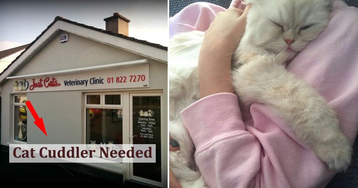 cat.jpg?resize=1200,630 - Une clinique vétérinaire en Irlande est à la recherche d'un "câlineur de chats" professionnel