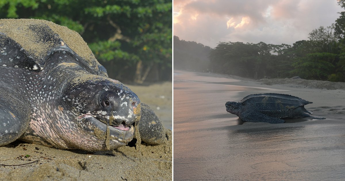 cover22tor.jpg?resize=1200,630 - Una gigante tortuga es captada regresando al océano