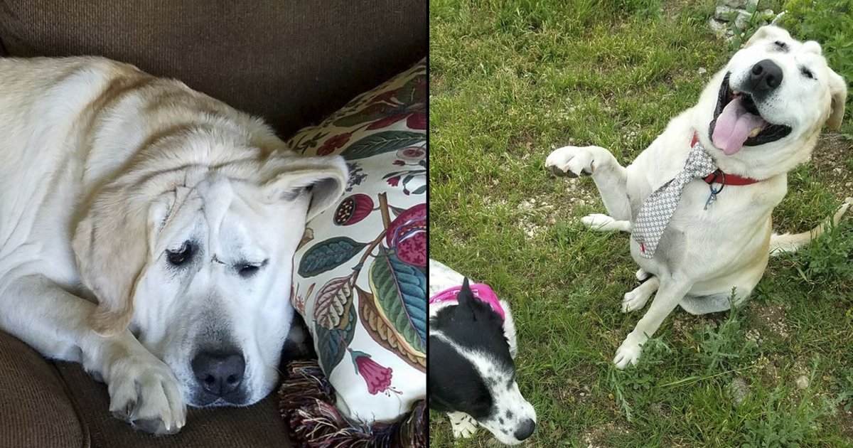 dog tn 3 1.jpg?fit=1024%2C538&ssl=1&strip=all - Dog Born With Deformed Face Got Adopted Into A Loving Home