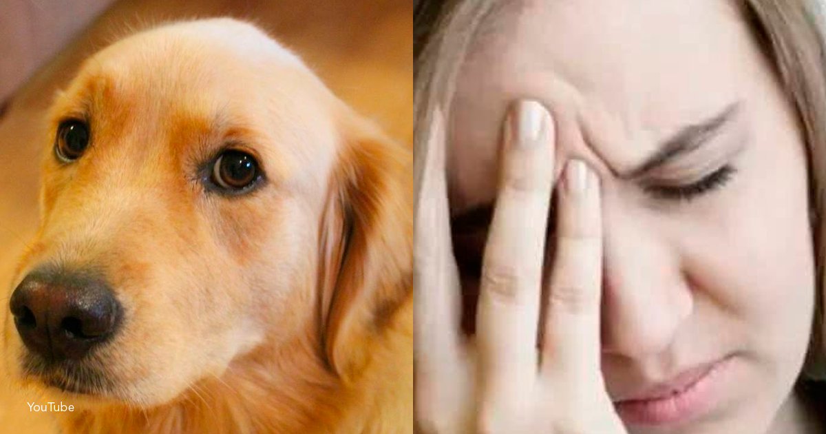 dog.png?resize=412,232 - 5 sentimientos que tu perro puede percibir en ti