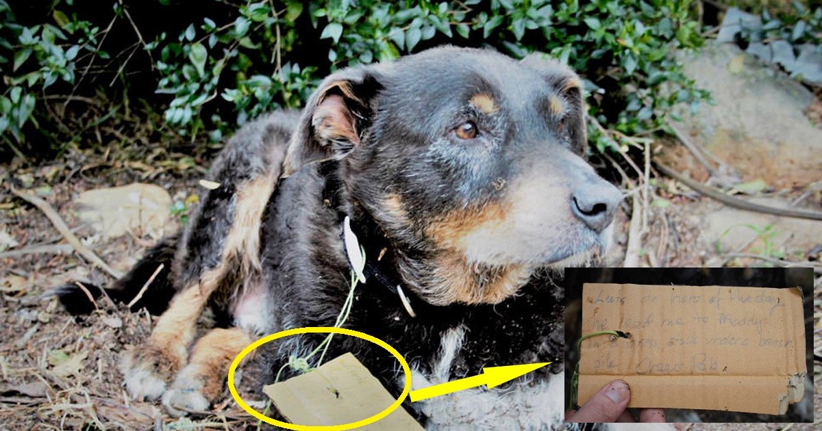 dogfriend.jpg?resize=1200,630 - Cette histoire d'un chien âgé de 12 ans qui a sauvé son meilleur ami égayera votre journée