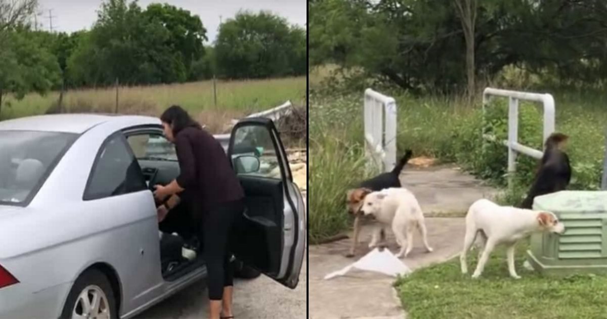 doggies tn 4.jpg?resize=412,232 - [Vidéo] Une femme est filmée abandonnant ses quatre chiens au milieu de nulle part.