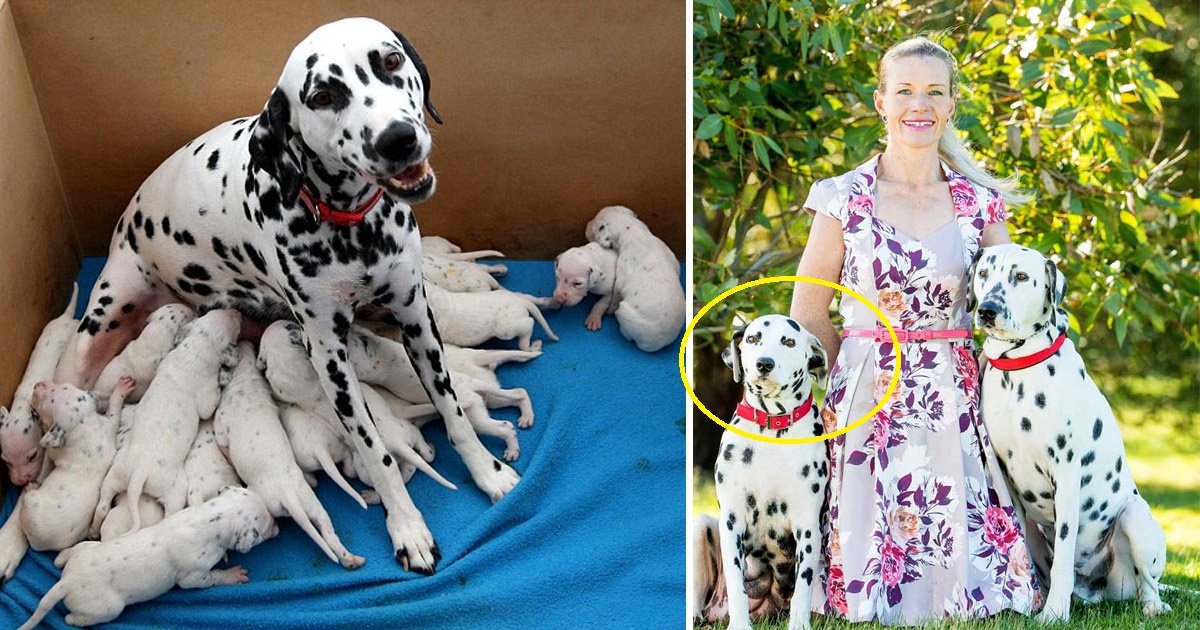 dogs 1.jpg?resize=1200,630 - Une dalmatienne enceinte établit un nombre record de naissances en Australie