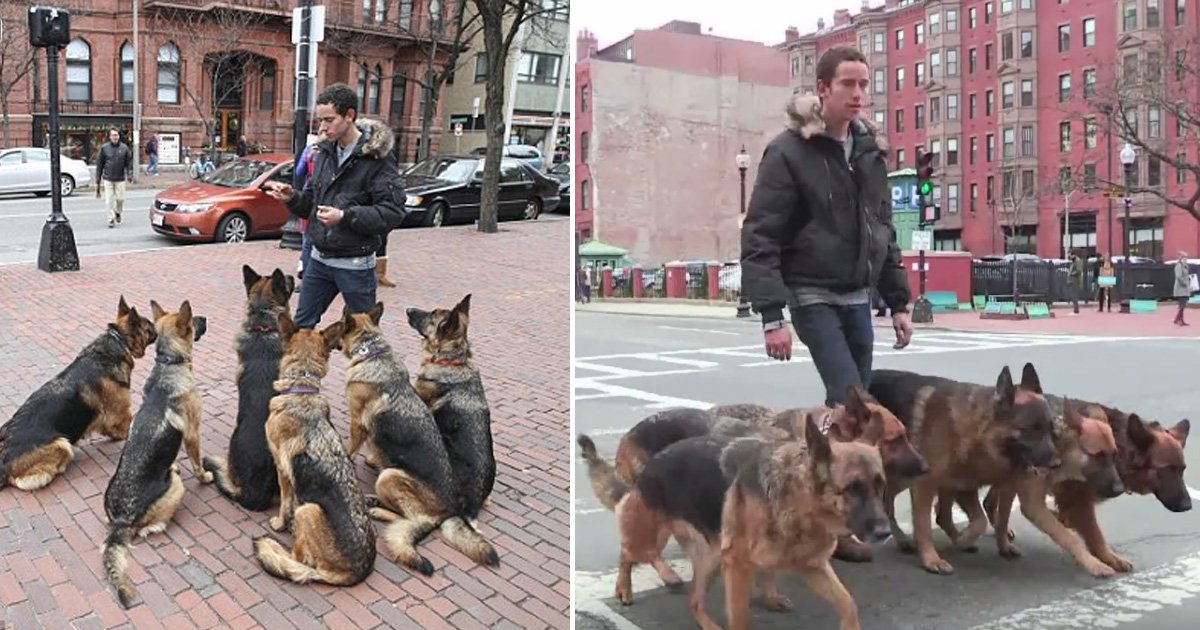 dogs.jpg?resize=412,275 - Homem leva um bando de pastores alemães para passear sem coleira pela cidade