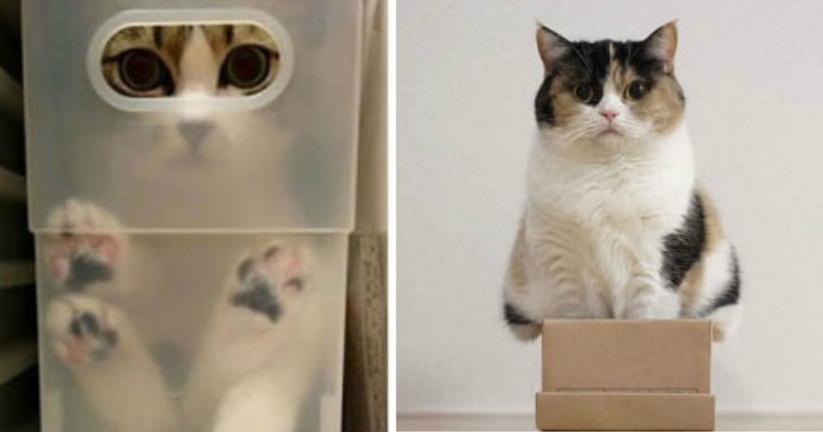 ds.jpg?resize=412,232 - 고양이의 못말리는 '박스 사랑'을 보여주는 사진 10