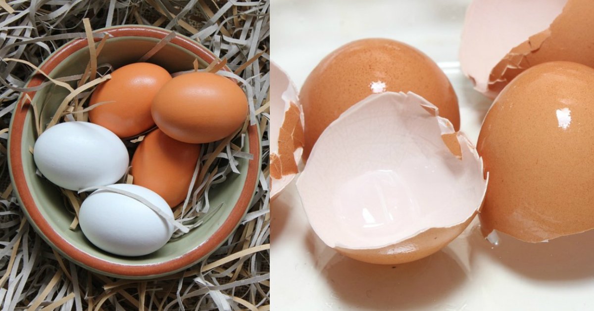 eggshells.jpg?resize=412,275 - Depois de ver isso você nunca mais vai jogar suas cascas de ovos fora