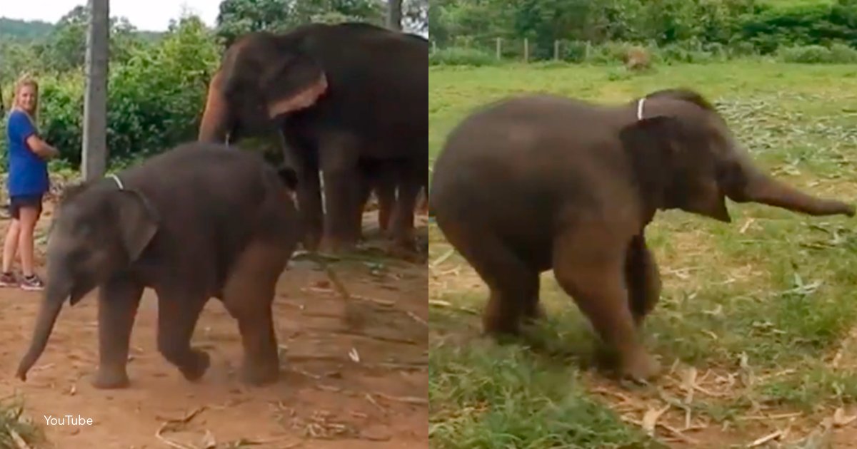 elef.png?resize=412,232 - El tierno video donde un elefante bebe se ríe mientras juega con sus cuidadores.