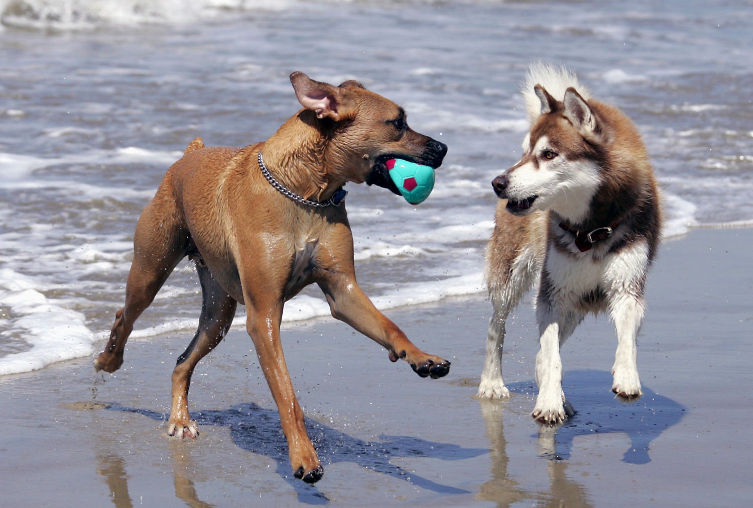 Resultado de imagem para cachorro de praia!