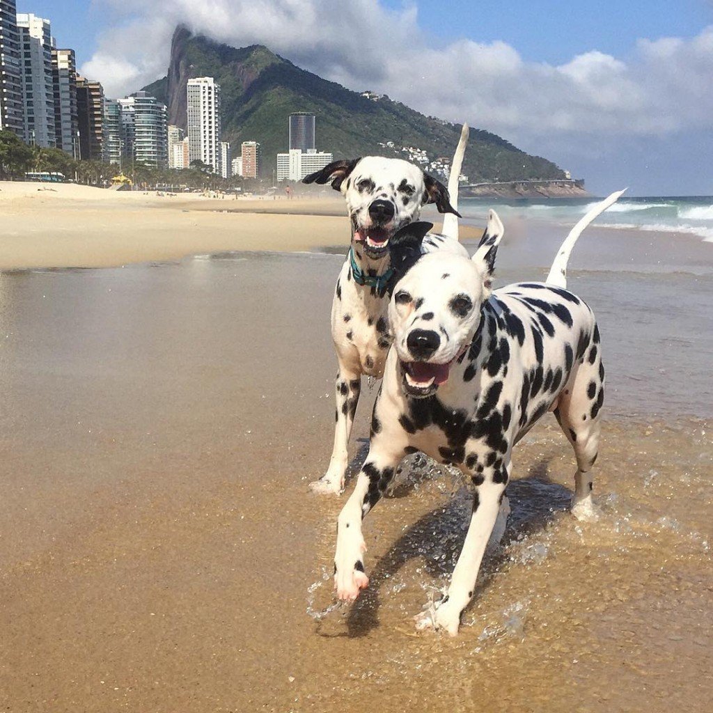 Resultado de imagem para cachorro de praia!