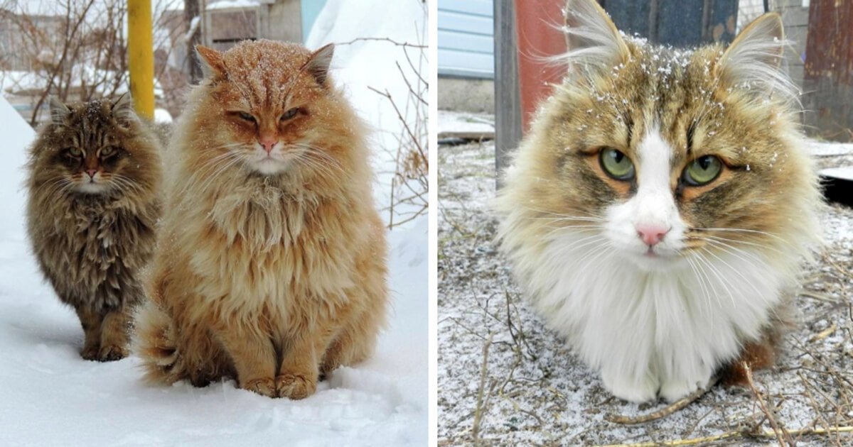 gatos siberianos ocupam quinta mostram quao majestosos sao.jpg?resize=412,232 - Fazenda siberiana de gatos ultra peludos é a coisa mais fofa que você verá hoje!