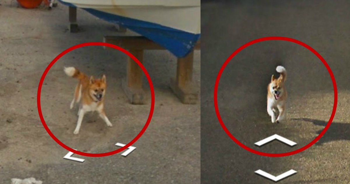 google maps dog.jpg?resize=412,232 - Un chien a poursuivit la voiture Google Street View et les preuves sont sur Internet!