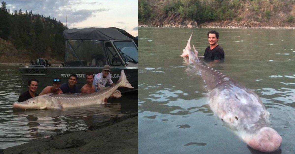 huge fish.jpg?resize=1200,630 - Pescador adolescente atrapa a un pescado de tipo dinosaurio de 3 metros y 300 kilos y es nombrado héroe local