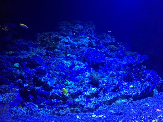初めて見る 不気味だけど綺麗な 深海魚 たち Hachibachi 初めて見る 不気味だけど綺麗な 深海魚 たち Hachibachi