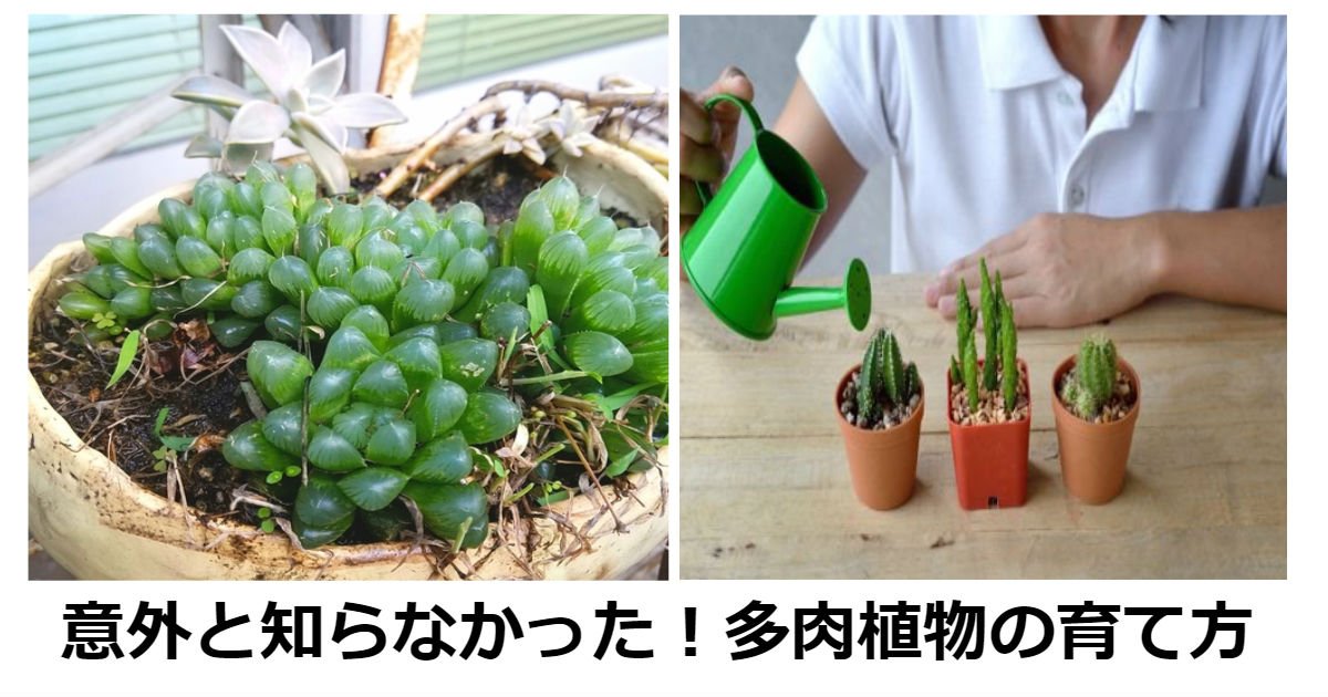 ka.jpg?resize=412,232 - 意外と知らなかった！多肉植物の育て方まとめ