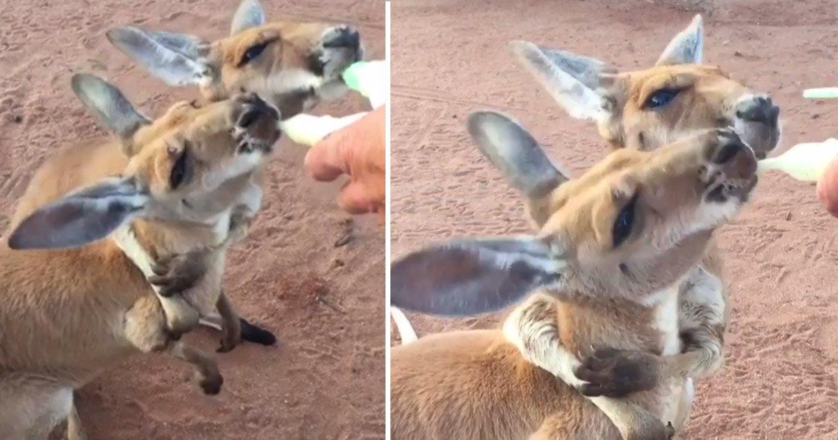 kangaroo.jpg?resize=1200,630 - Ces adorables bébés kangourous en train de boire du lait sera la chose la plus adorable que vous ayez jamais vue