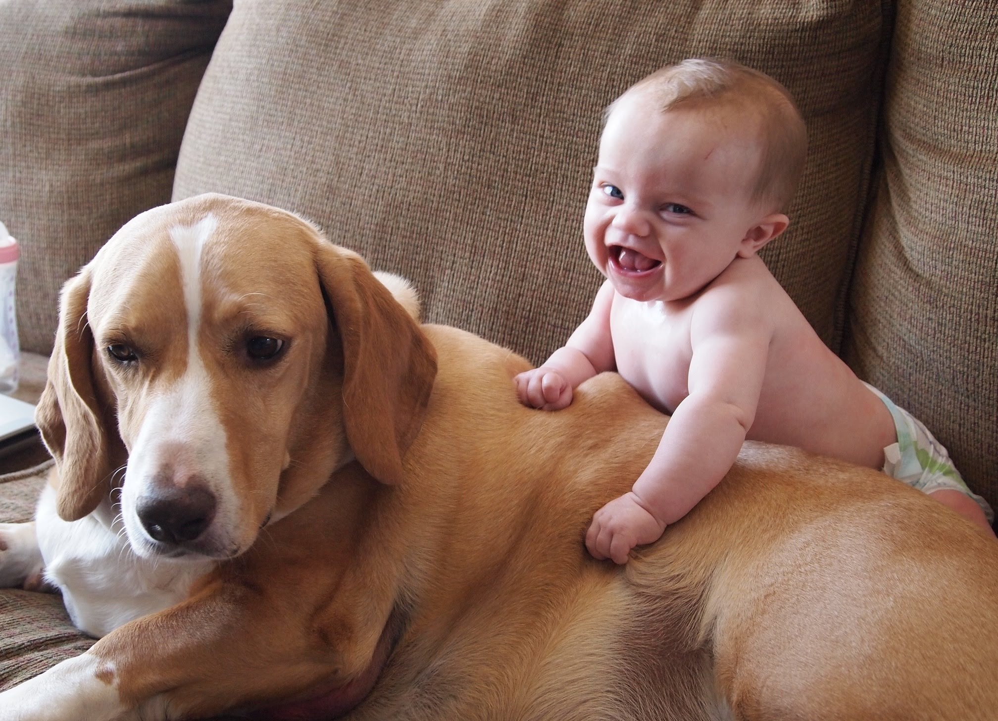 maxresdefault 4 1.jpg?resize=412,232 - Criar seu bebê com cachorro em casa melhora sua imunidade, é o que diz estudo
