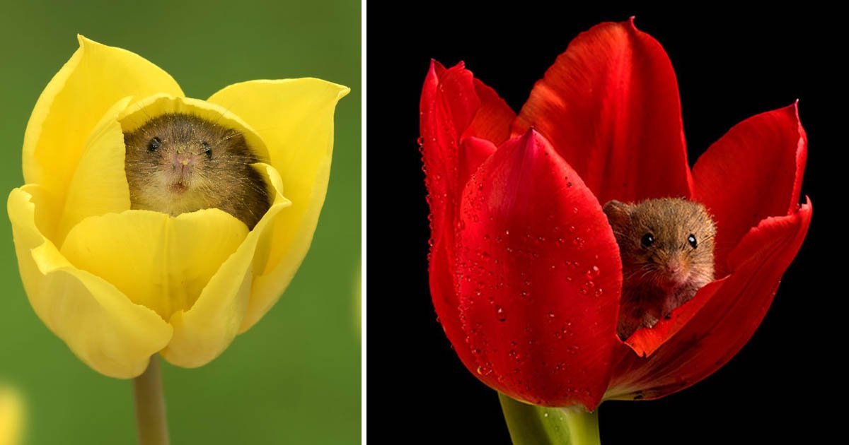 mice.jpg?resize=412,232 - L'instant mignon du jour : un photographe met des souris dans des tulipes.