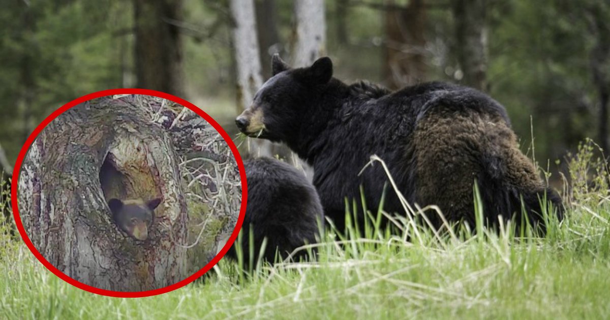 montana bear.jpg?resize=1200,630 - Un our refuse d'abandonner son arbre pendant des semaines