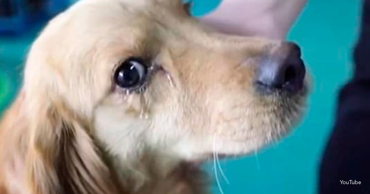 pe.png?resize=1200,630 - Este perro se puso a "llorar" de la emoción al ser rescatado de un vendedor de carne