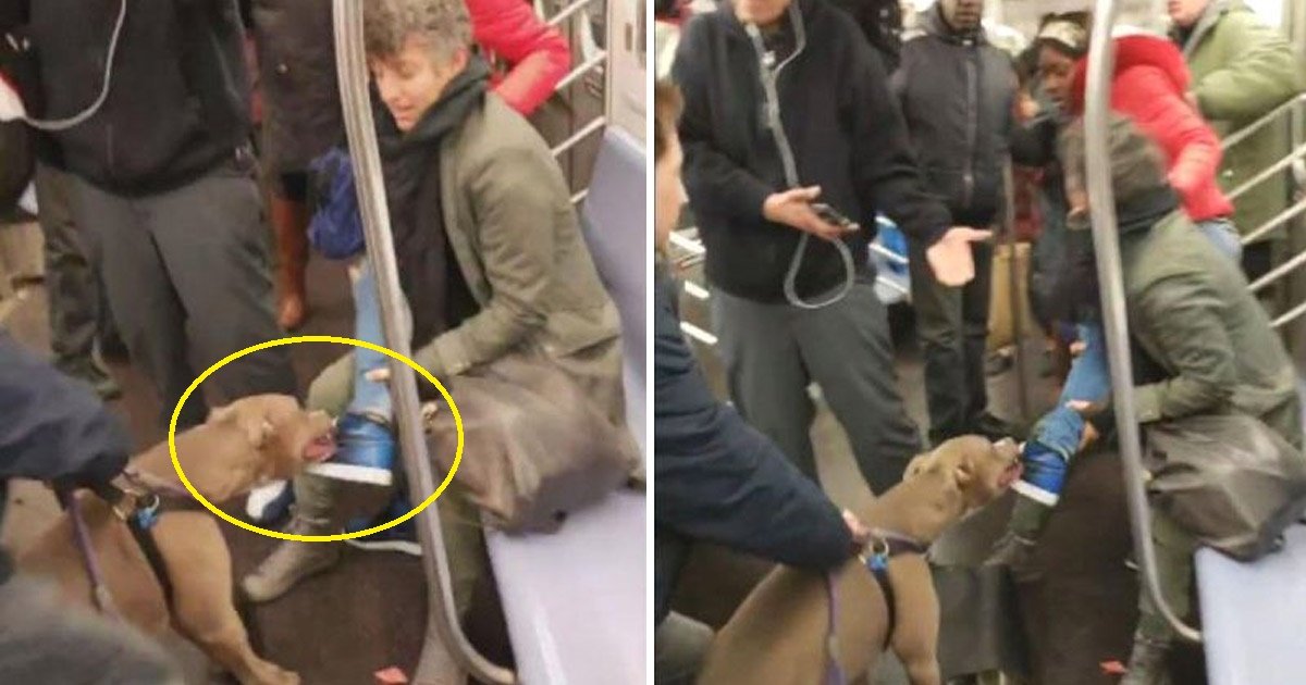 pitbull.jpg?resize=1200,630 - Un chien mordune chaussure d'une femme dans une bagarre avec son propriétaire sur un siège dans le métro