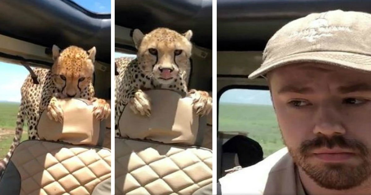 qwereqwewq.jpg?resize=412,232 - [Vidéo] En plein safari, un guépard entre dans la voiture de cet homme.