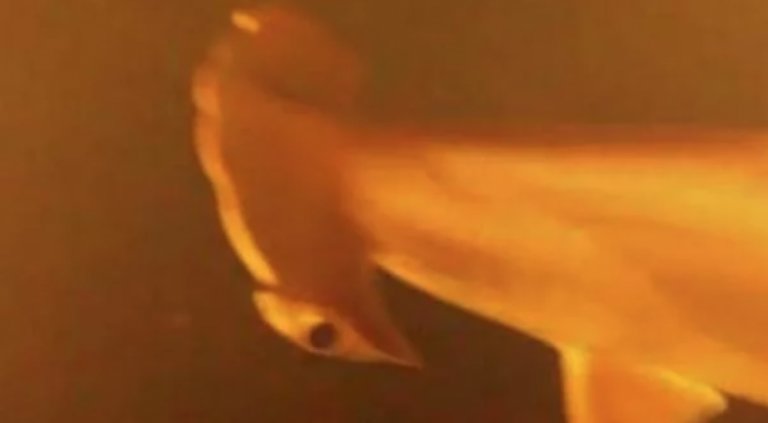 requins-vivre-dans-sous-marin-volcan-1