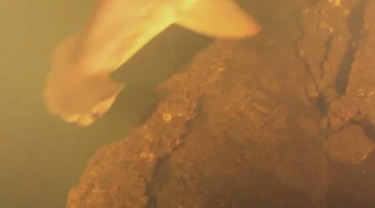 requins-vivre-dans-sous-marin-volcan-2