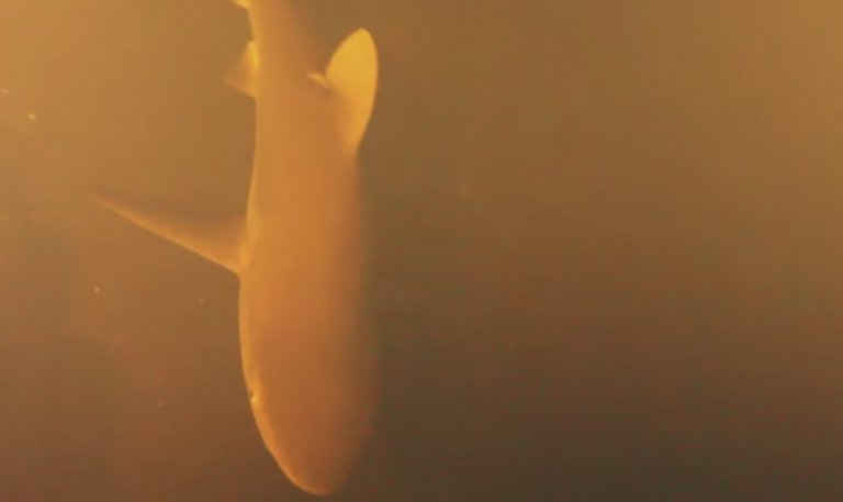 requins-vivre-dans-sous-marin-volcan-3