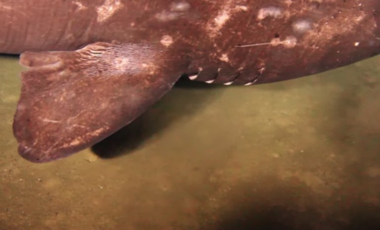 requins-vivre-dans-sous-marin-volcan-4