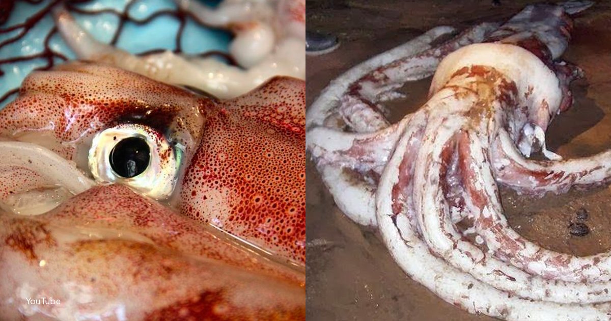 template cover.png?resize=1200,630 - Encuentran a un calamar gigante de más de 2 metros de largo en una isla filipina