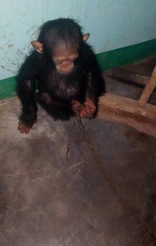 bébé-chimpanzé traumatisé-trouve-nouvelle-maison-1