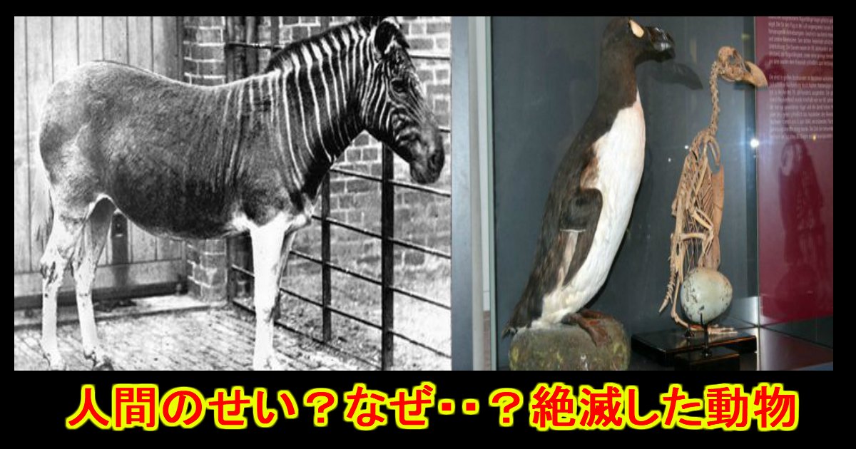 unnamed file 14.jpg?resize=412,275 - 人間のせい!?既に"絶滅"してしまった動物