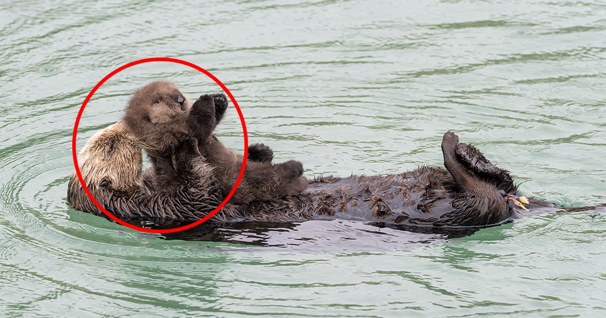 untitled 1 158.jpg?resize=412,275 - Wild Sea Otter Gave Birth At An Aquarium And Bonded With Her Pup By Hugging It