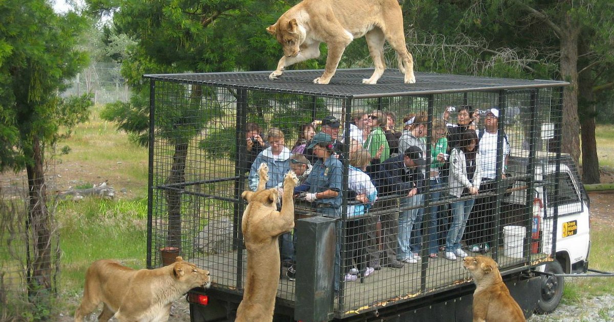 untitled 1 41.jpg?resize=412,232 - Inversão de papéis: Um zoológico onde os seres humanos ficam em uma gaiola e são os leões que os observam