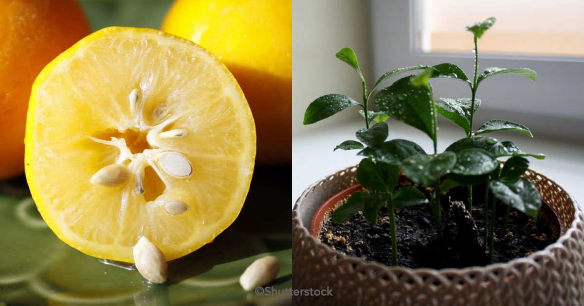 untitled 1 76.jpg?resize=412,232 - 4 Tips para seleccionar correctamente las semillas de limón y tener tu propio limonero en casa