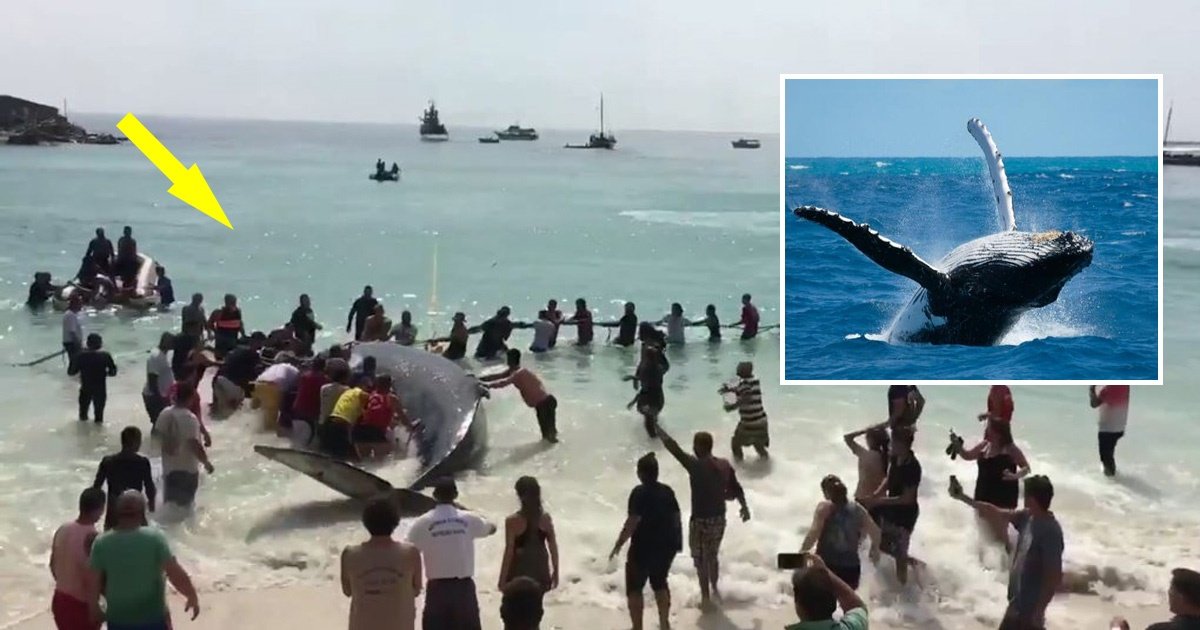 whale.jpg?resize=1200,630 - Des dizaines de personnes rassemblées pour aider une baleine échouée à retourner dans l'océan