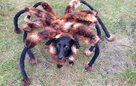 ドッキリ 犬