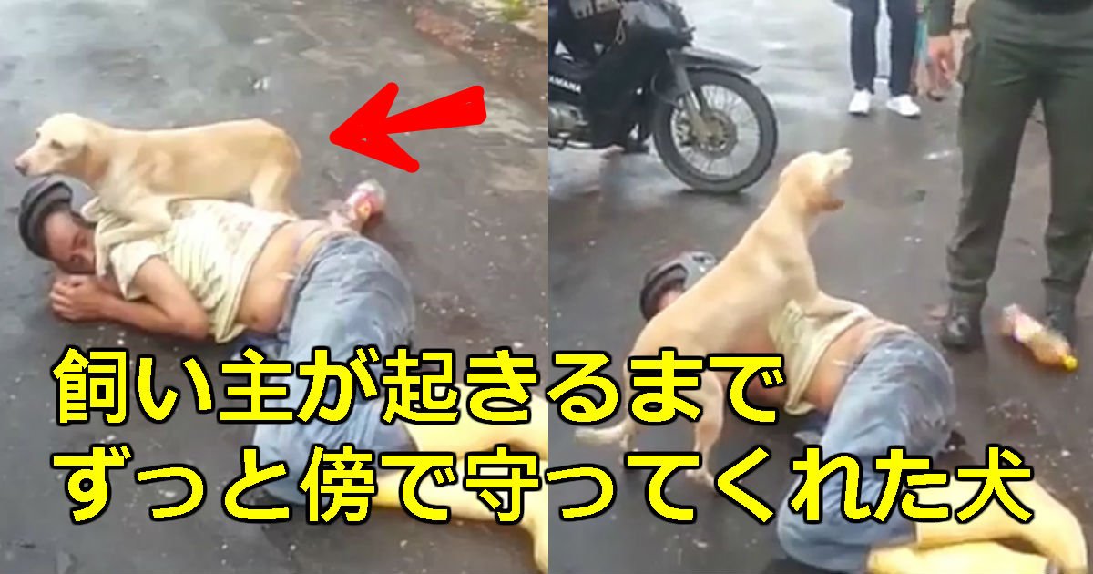 1 174.jpg?resize=412,275 - 酔っぱらって道で寝込んだ飼い主を見守る犬