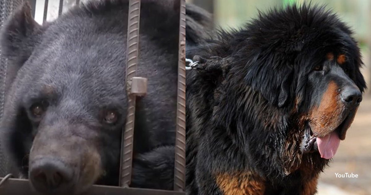 2 cover 2.jpg?resize=412,275 - Esta familia crió durante años a un perro pero en realidad era un oso