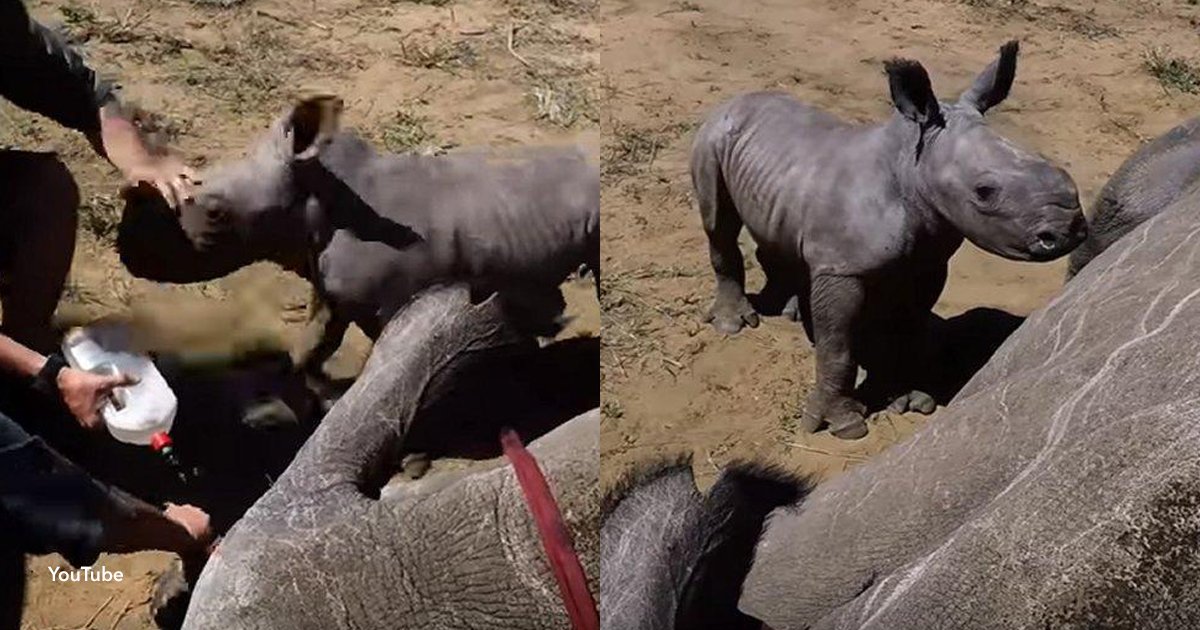 2 covre.jpg?resize=1200,630 - Un tierno bebé rinoceronte defiende a su madre de los veterinarios