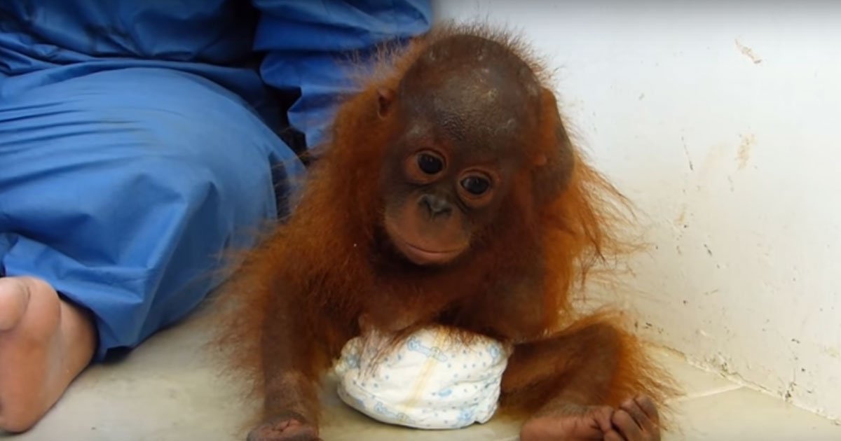 3 137.jpg?resize=412,232 - Filhote órfão de orangotango se abraça constantemente sentindo falta da mãe