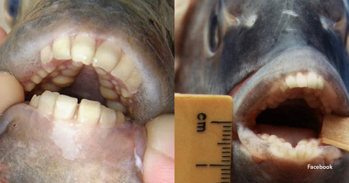 3 cov.jpg?resize=412,232 - ¡Hallaron un pez con dientes humanos y fue furor en las redes sociales!