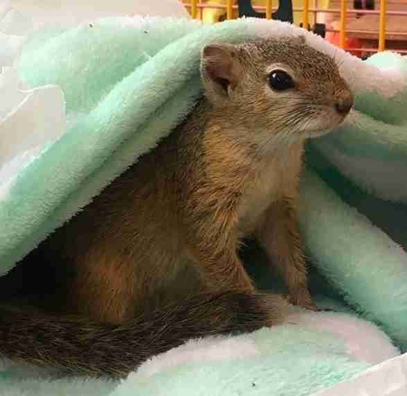 Squirrel rescued as a baby