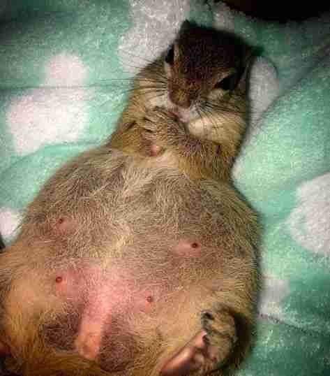 Pregnant squirrel returns to rescuers to have her baby