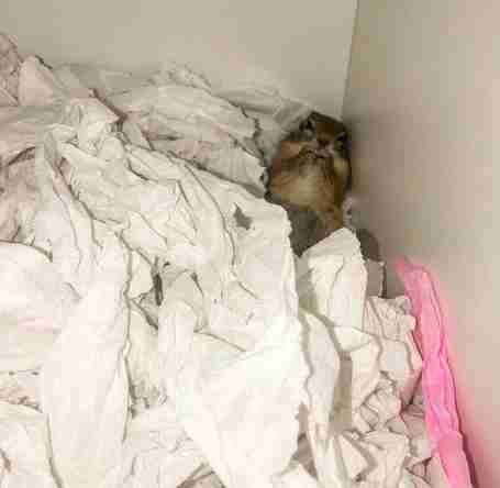 Pregnant rescue squirrel returns to rescuers to have her baby